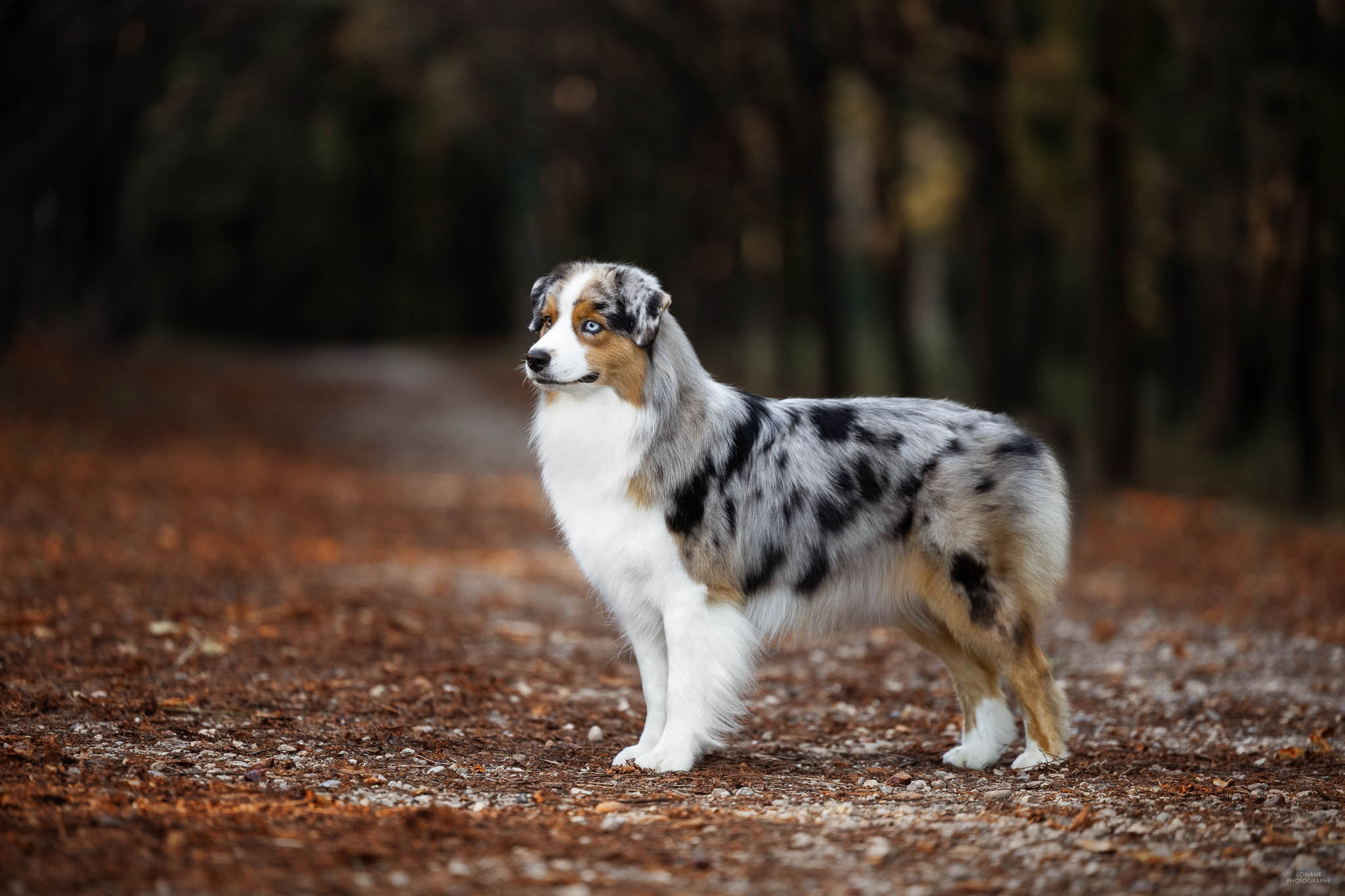 séance photo élevage chien lyon