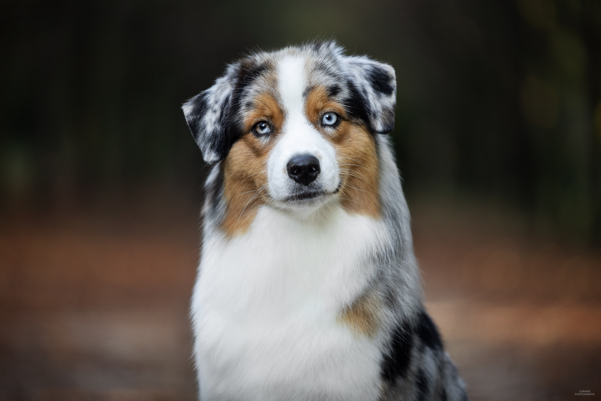séance photo élevage chien lyon