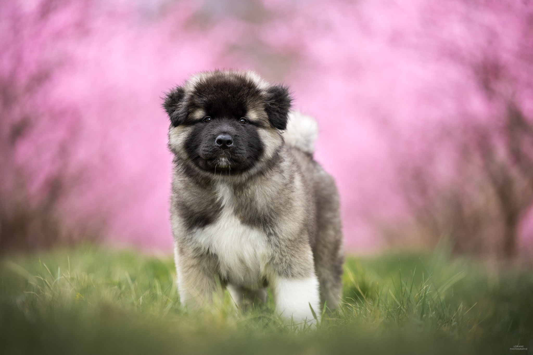 photo akita américain lyon