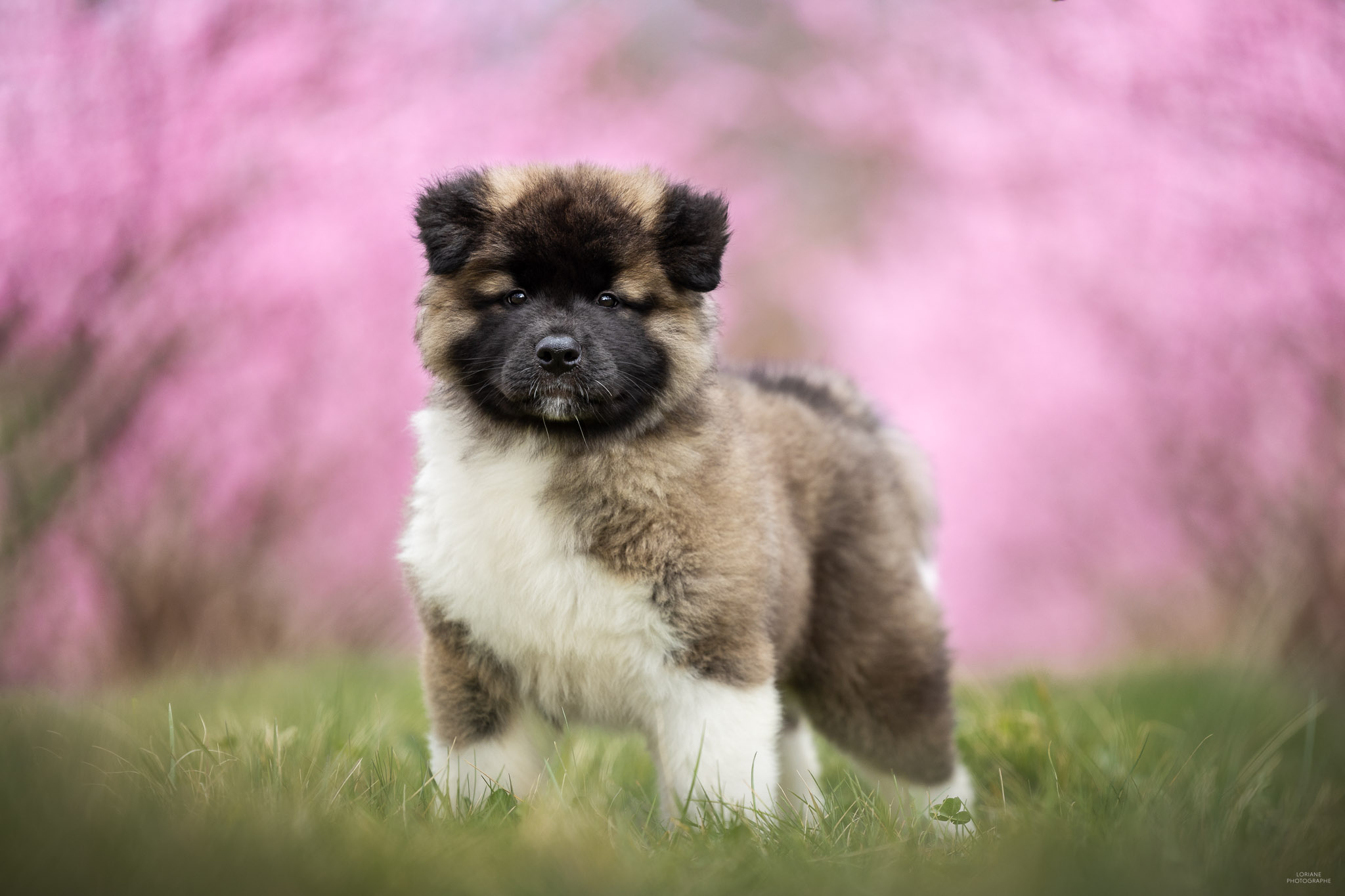 photo akita américain lyon