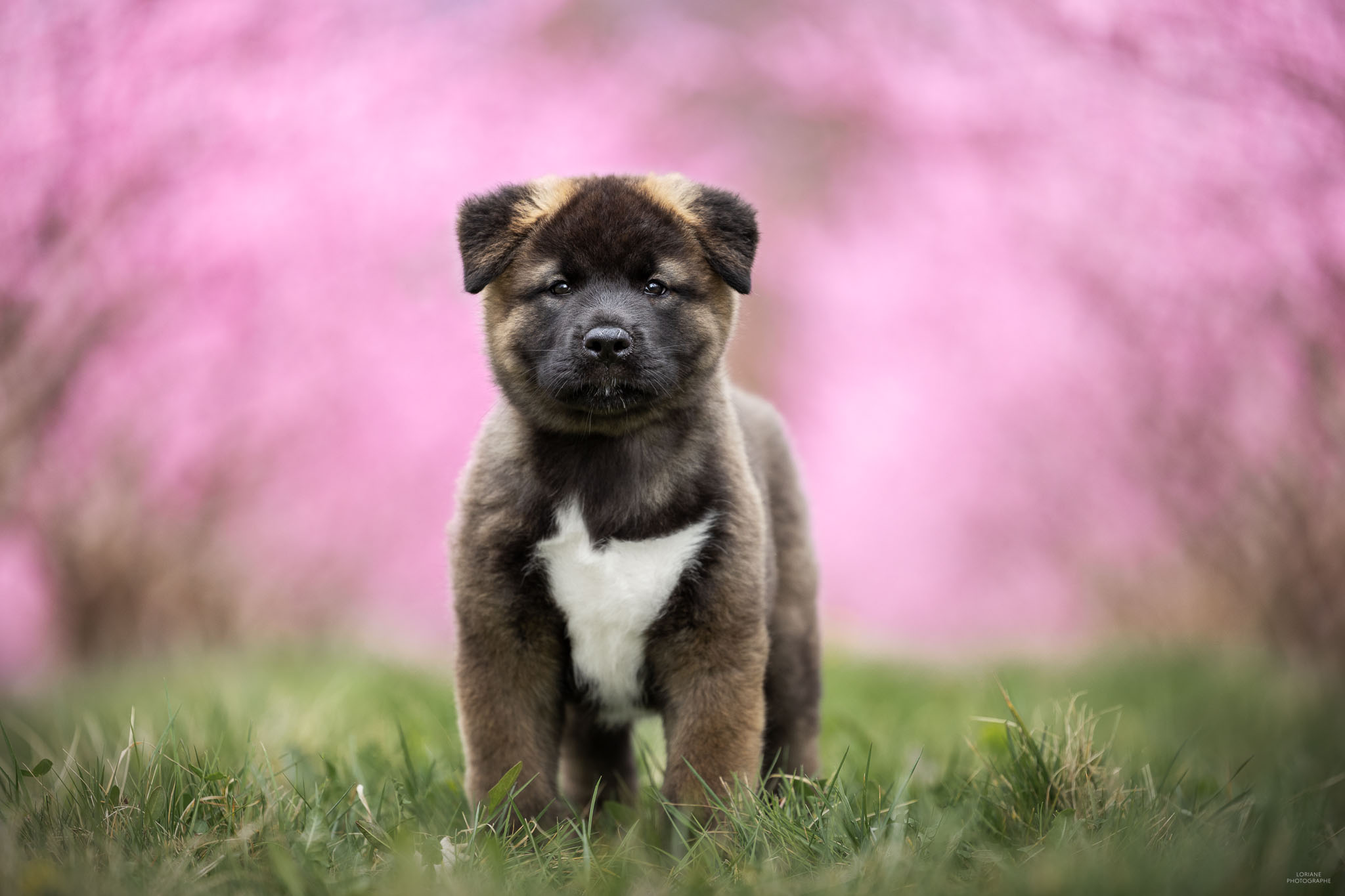 photo akita américain lyon