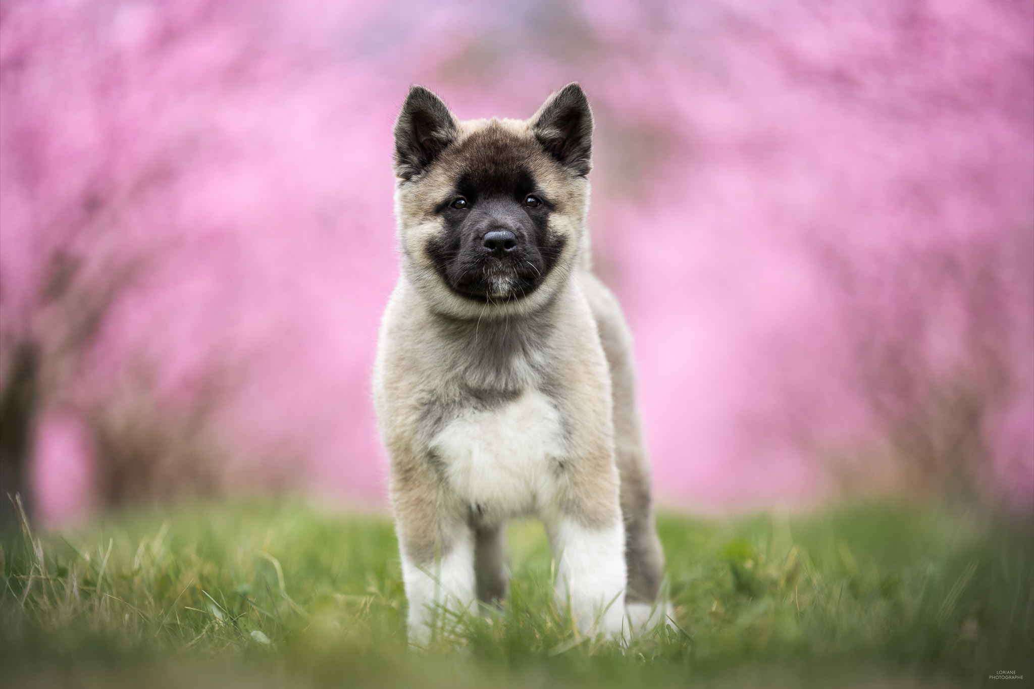 photo akita américain lyon