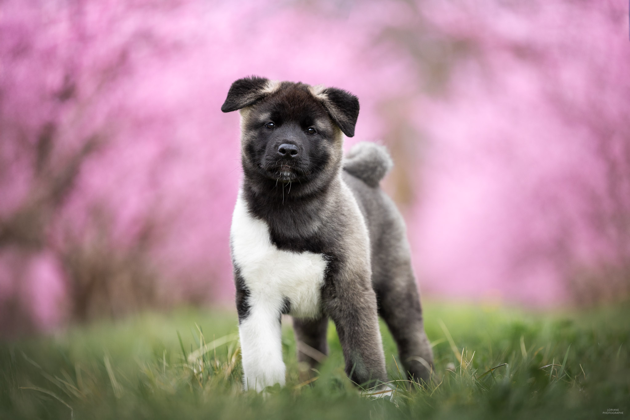 photo akita américain lyon