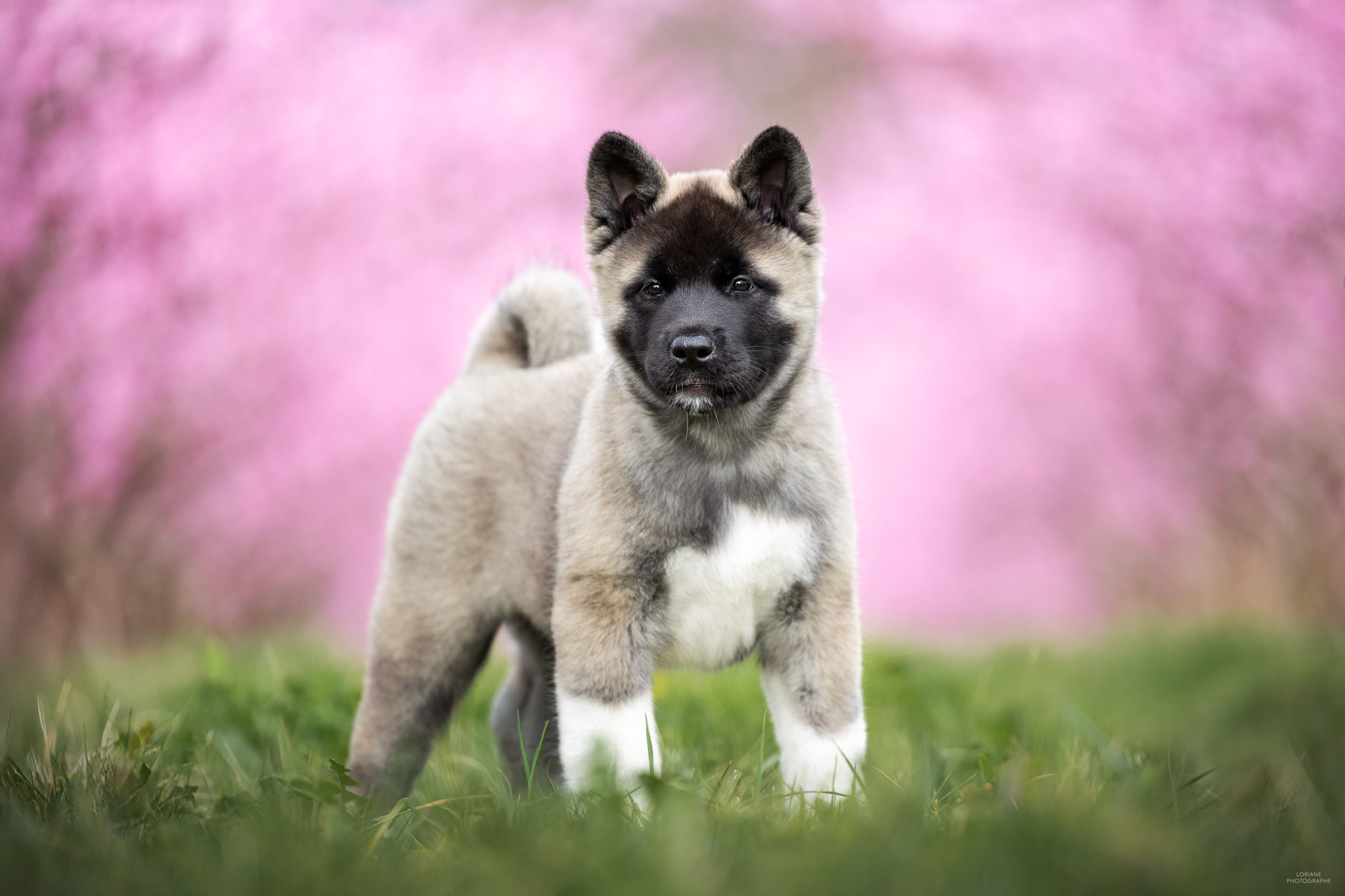 photo akita américain lyon