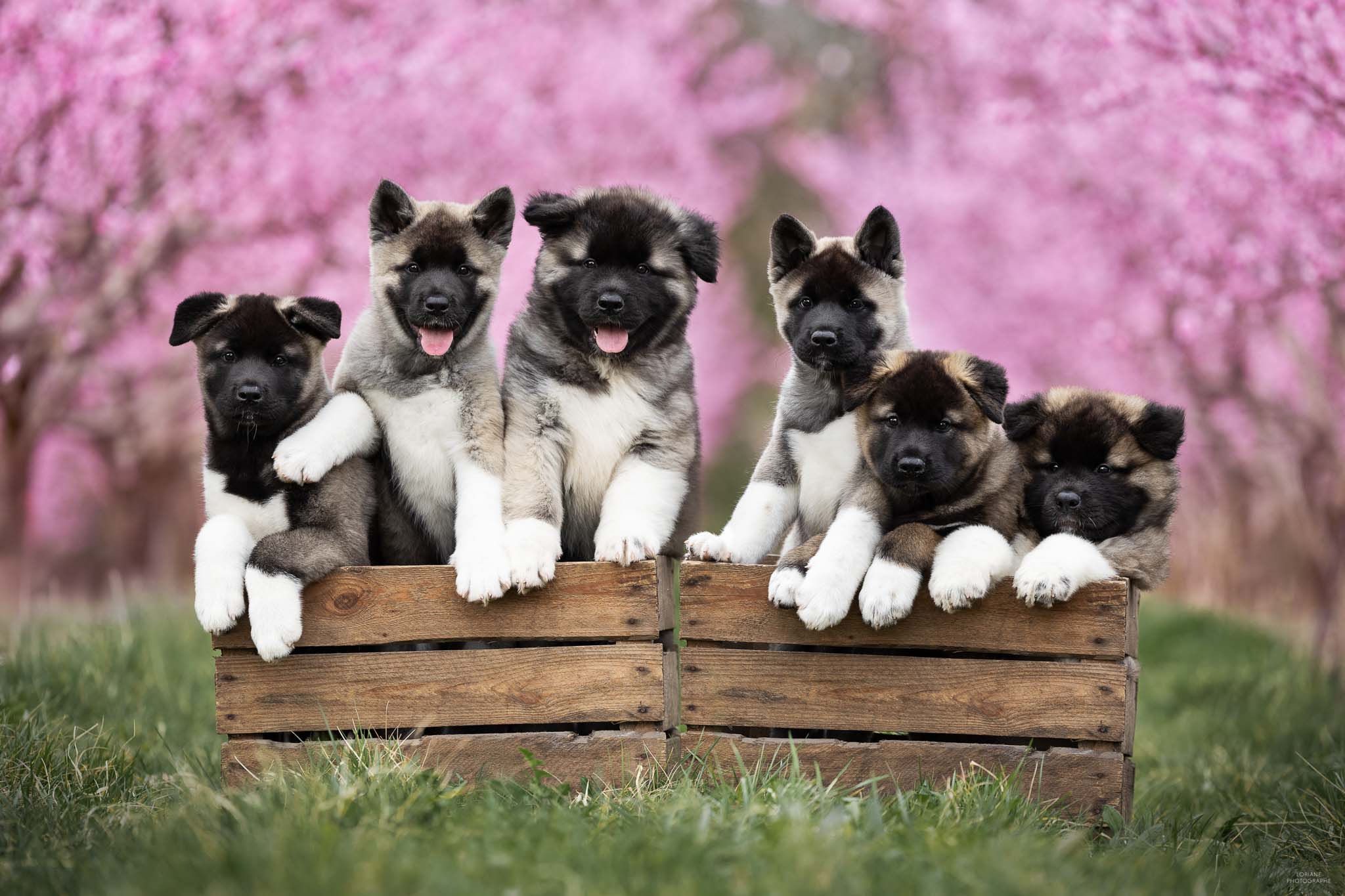 photo akita américain lyon