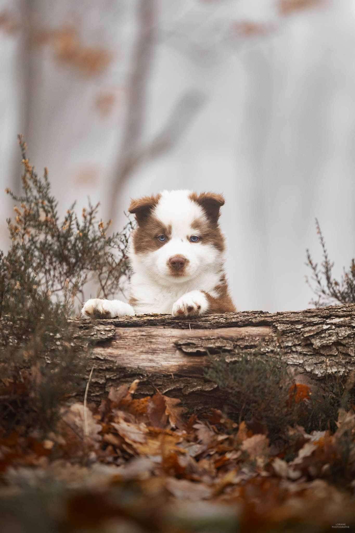séance photo chiot élevage lyon