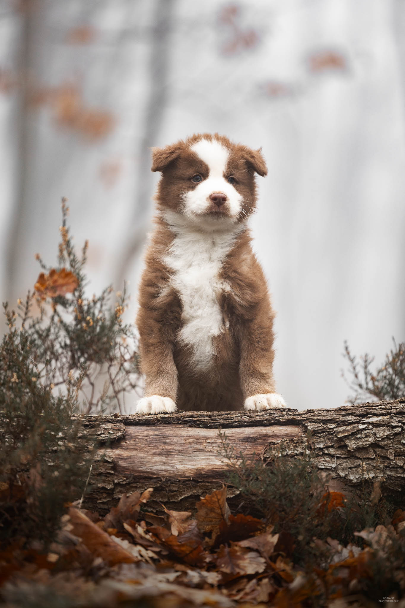 séance photo chiot élevage lyon
