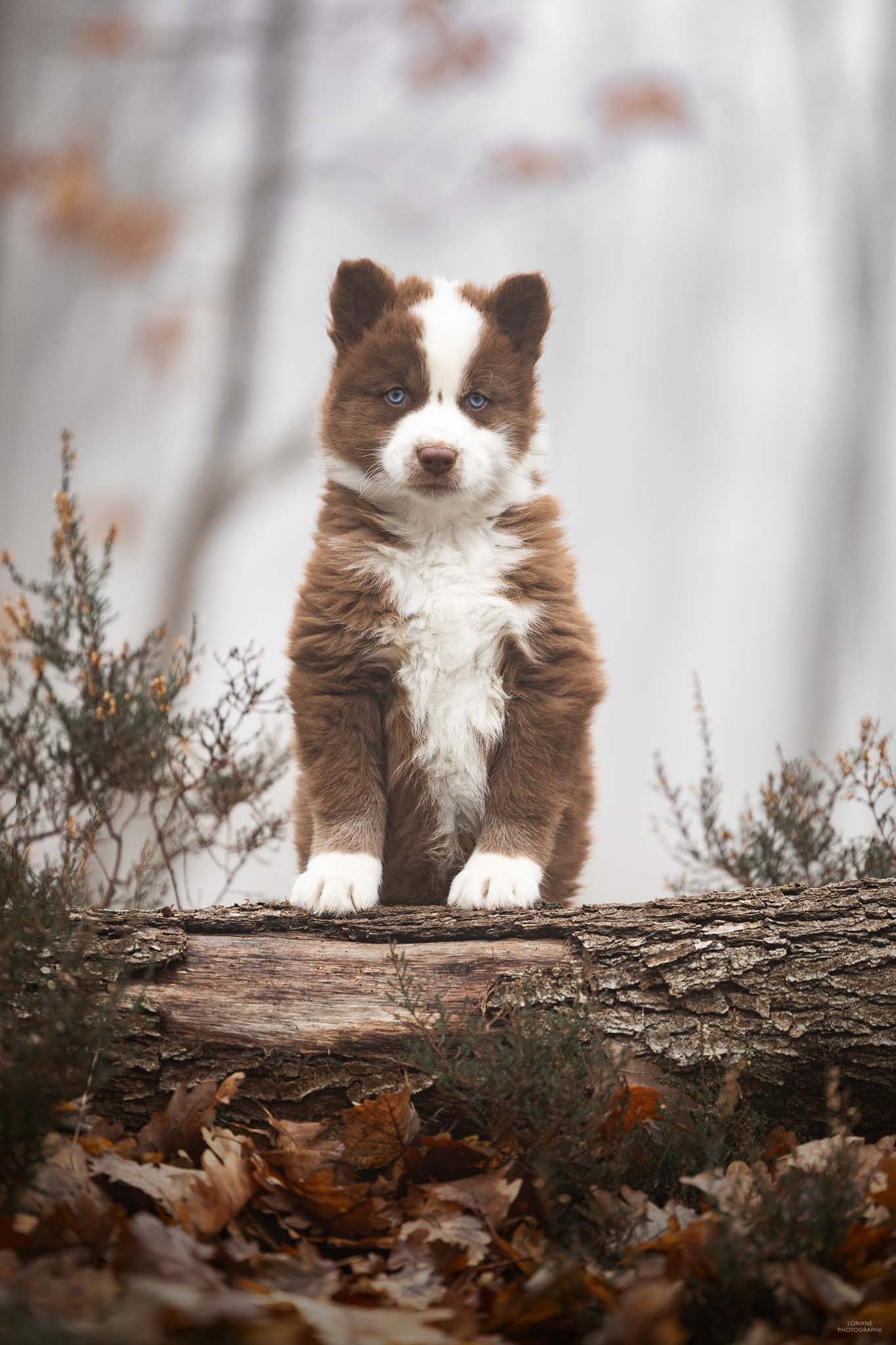 séance photo chiot élevage lyon
