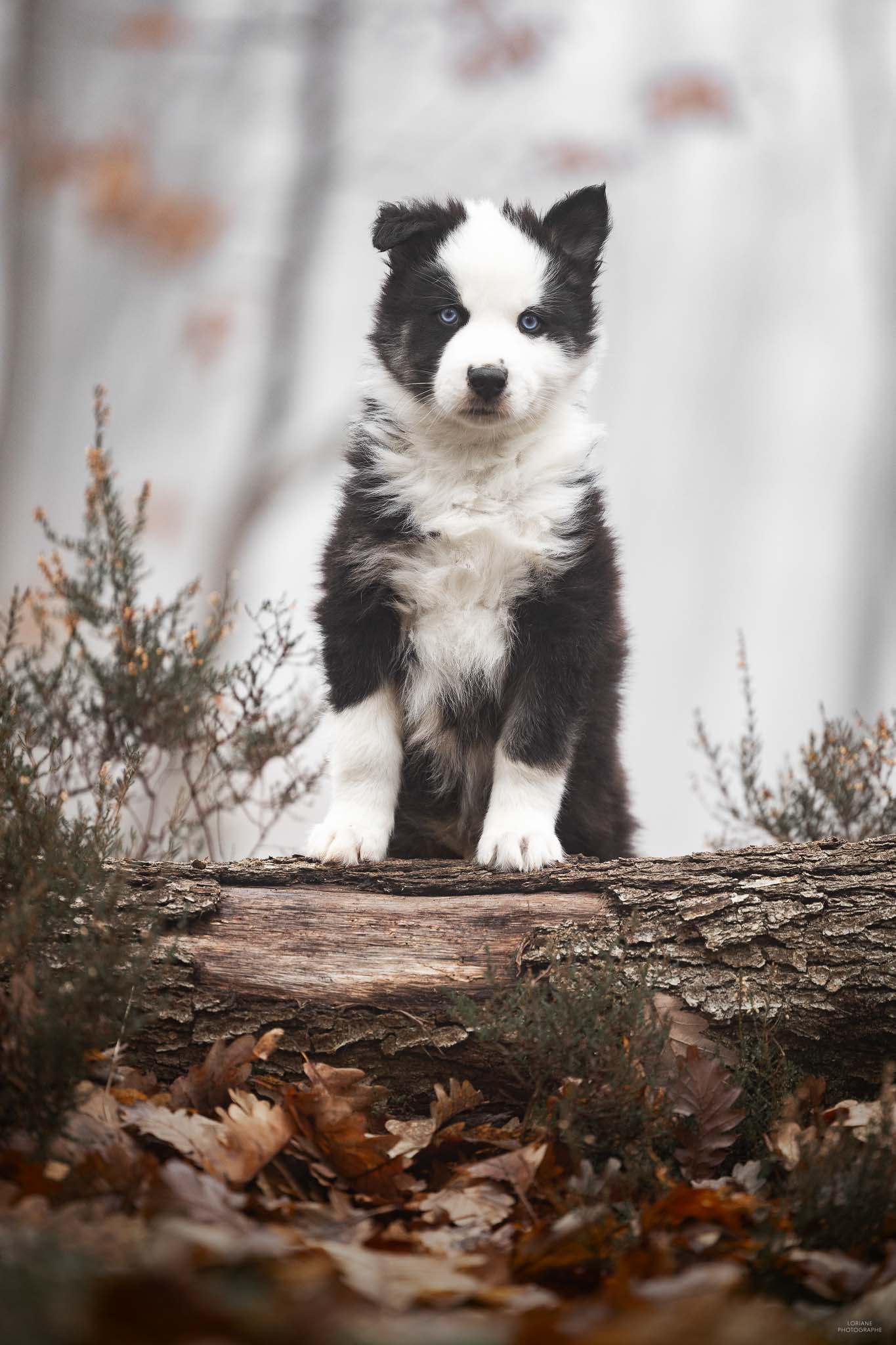séance photo chiot élevage lyon