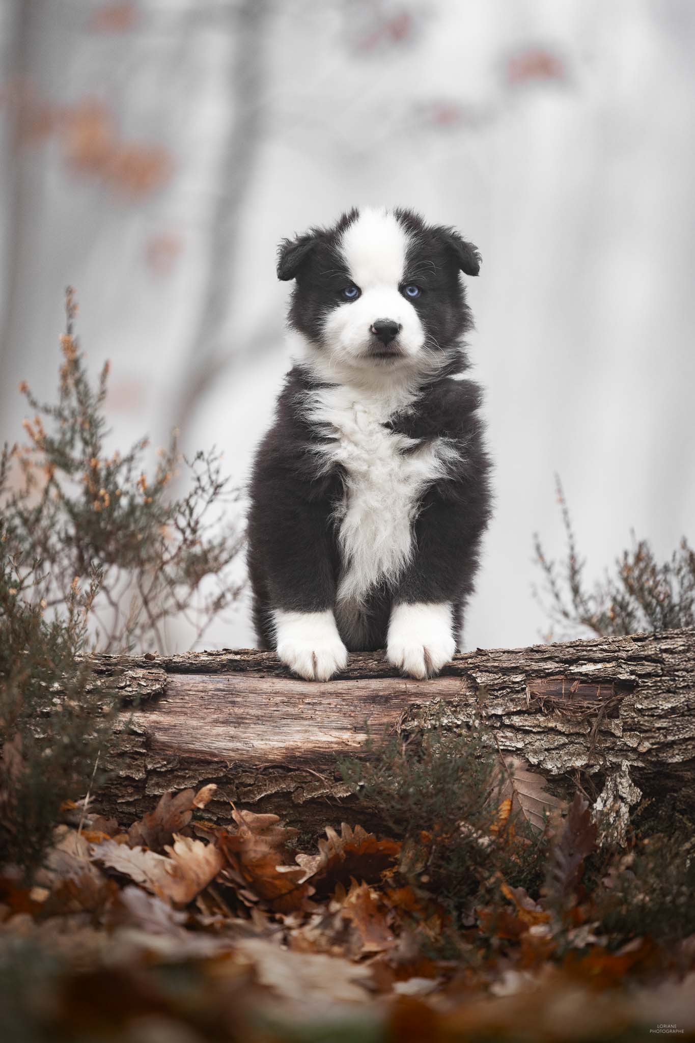 séance photo chiot élevage lyon