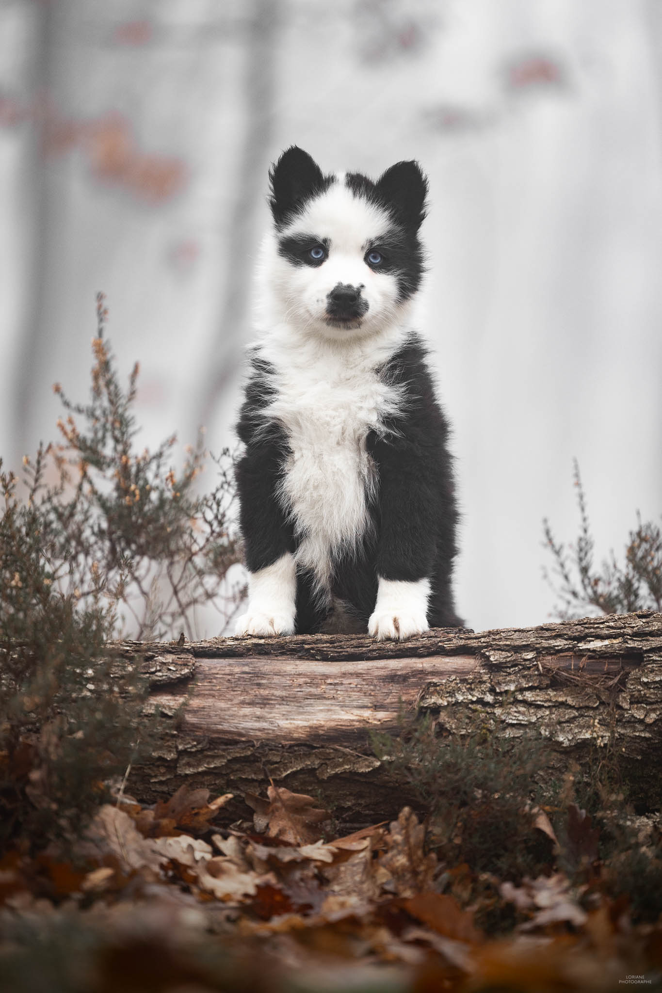 séance photo chiot élevage lyon