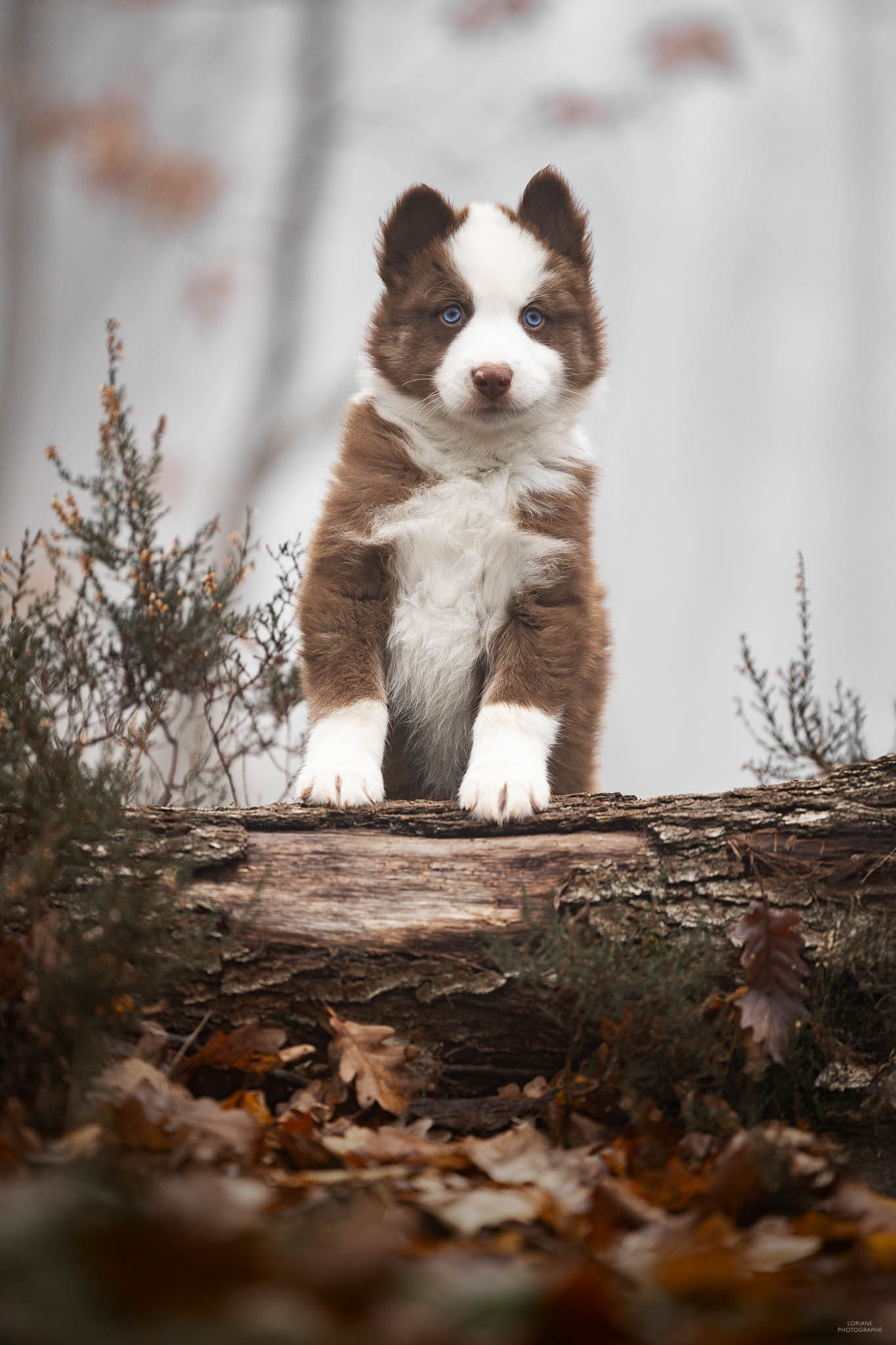 séance photo chiot élevage lyon