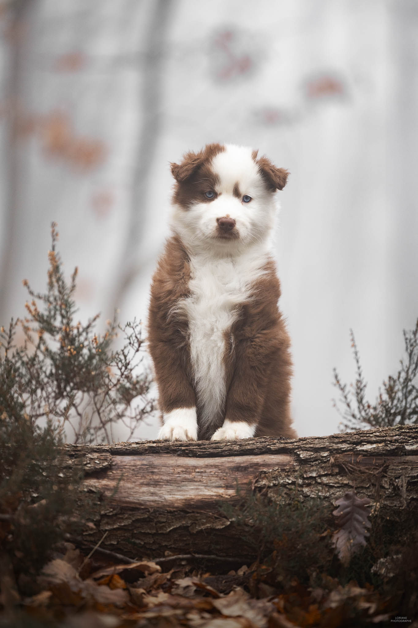 séance photo chiot élevage lyon