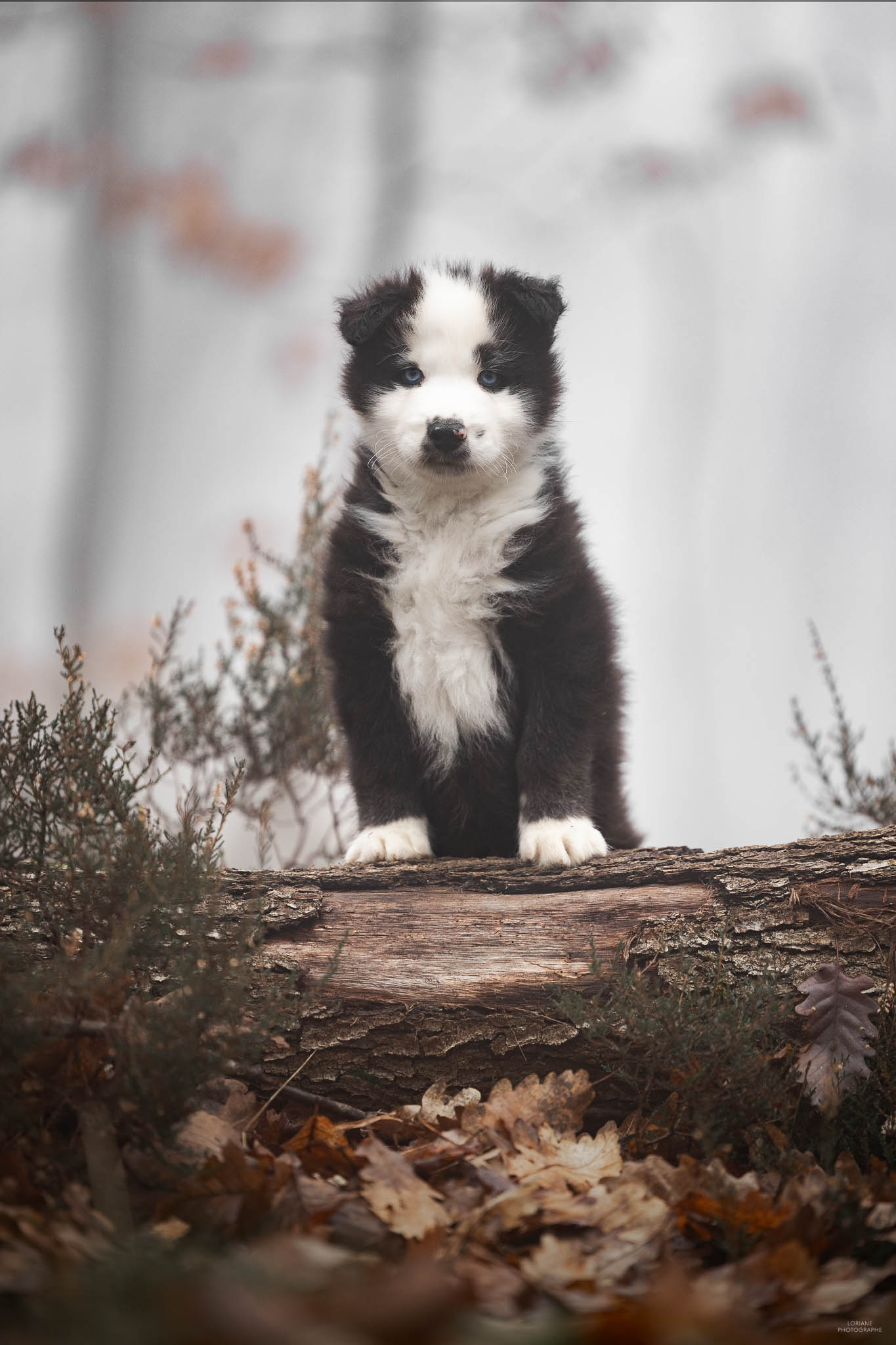 séance photo chiot élevage lyon