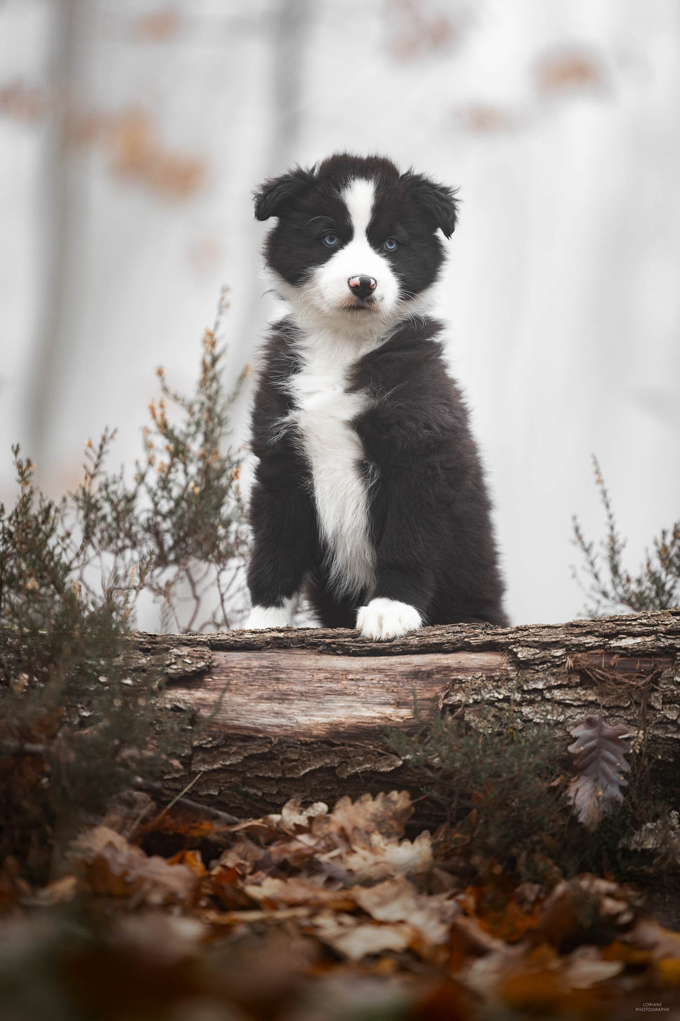 séance photo chiot élevage lyon