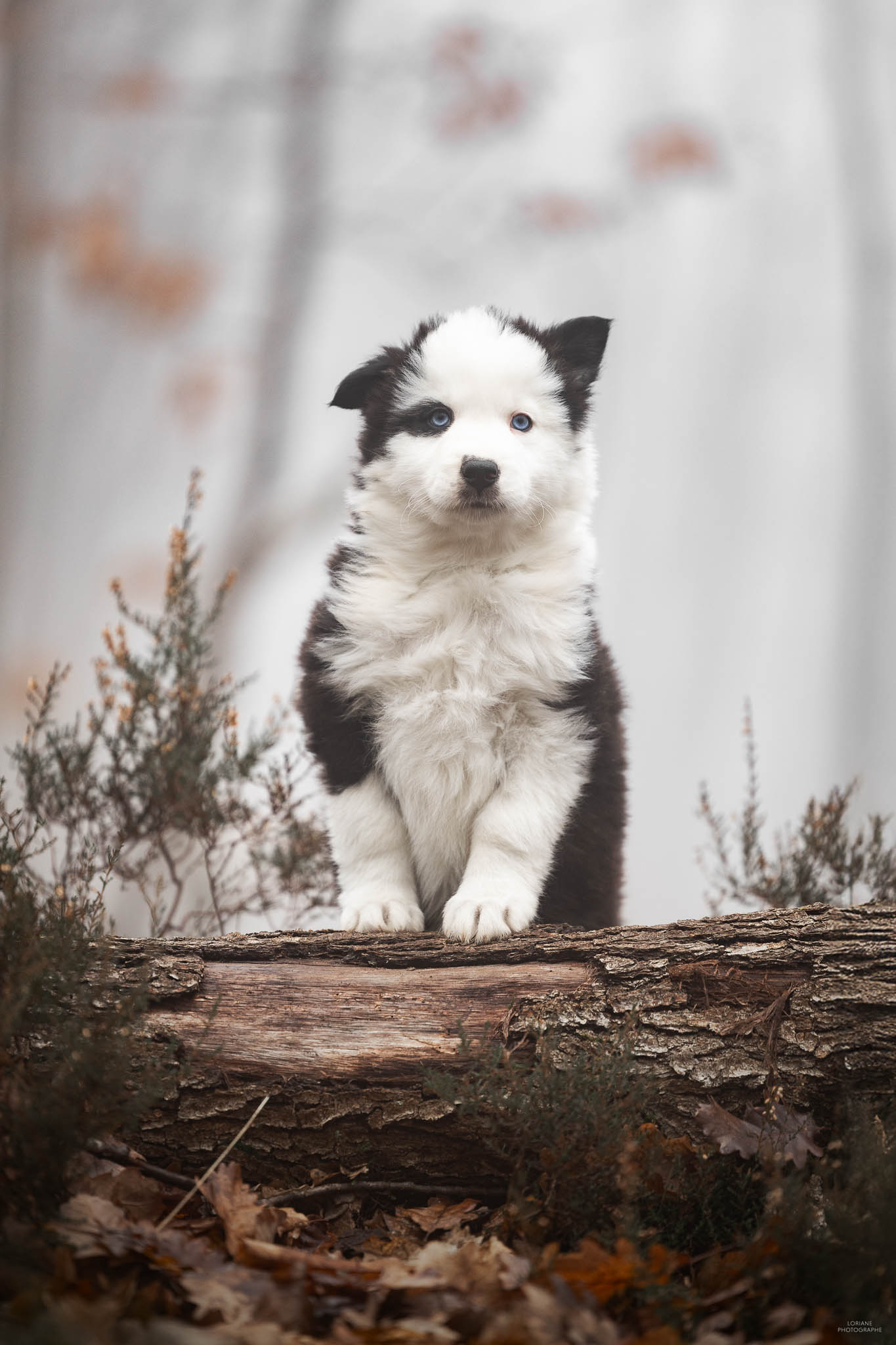 séance photo chiot élevage lyon