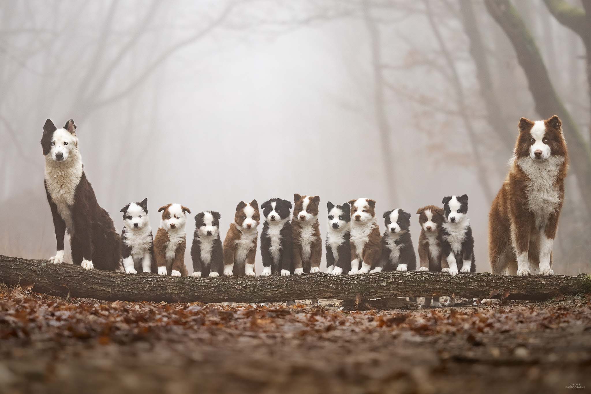 séance photo élevage chien lyon