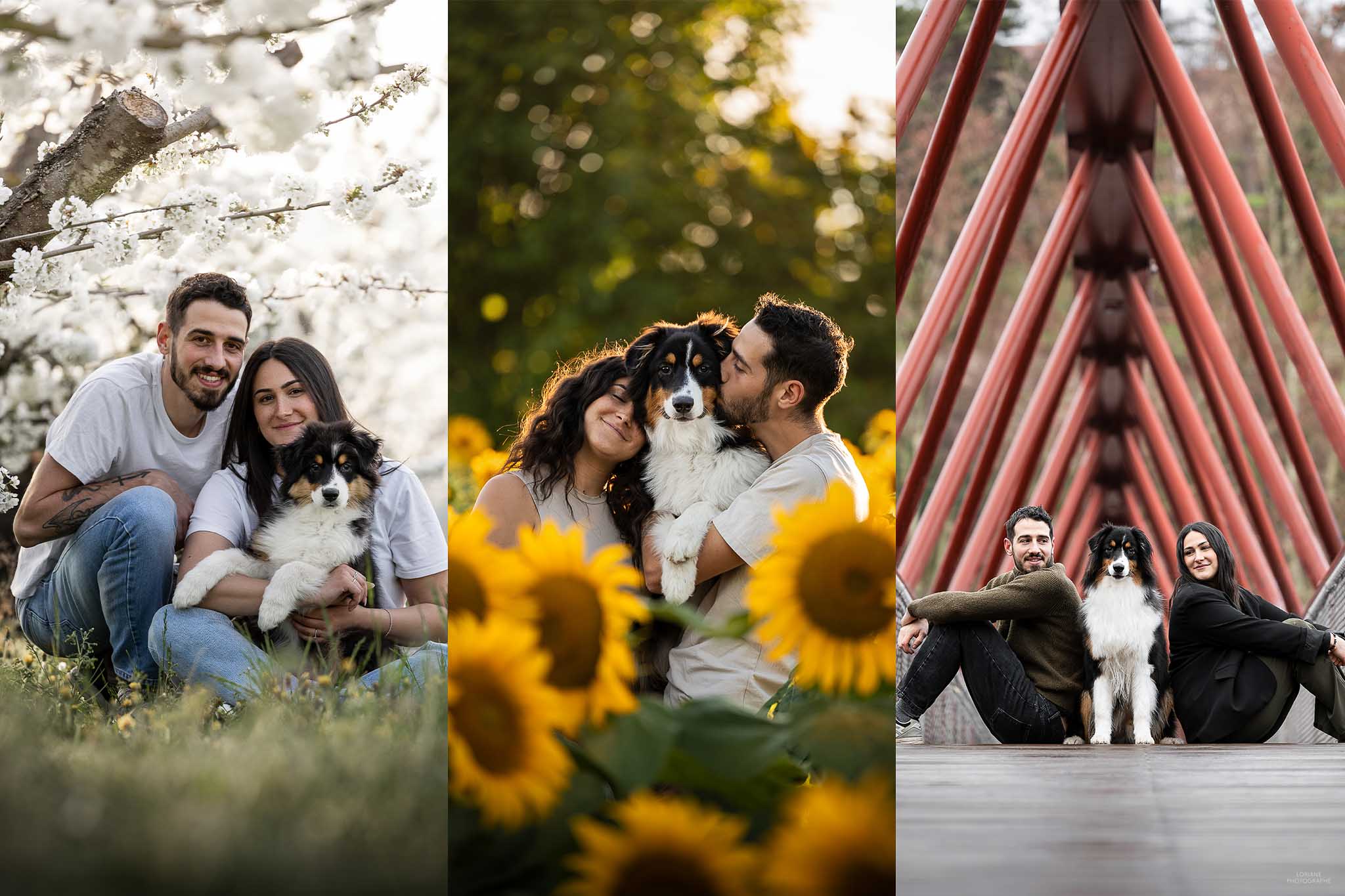 seance photo evolution chiot