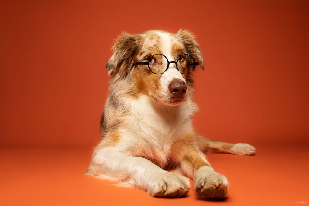 photo studio chien lyon